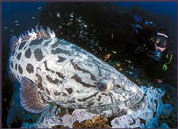 a calm and serene potato bass surveys both the camera and... by Fiona Ayerst 